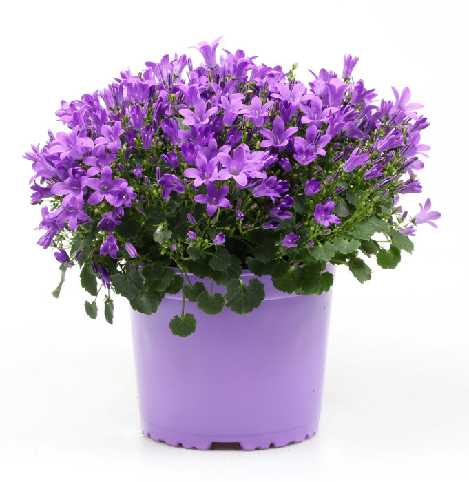 Campanula i 17 cm potte
